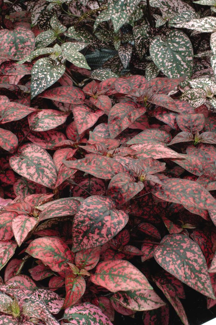 Polka Dot Plant - Hypoestes phyllostachya (Polka Dot Plant) from 93 Nursery and Landscape Supply