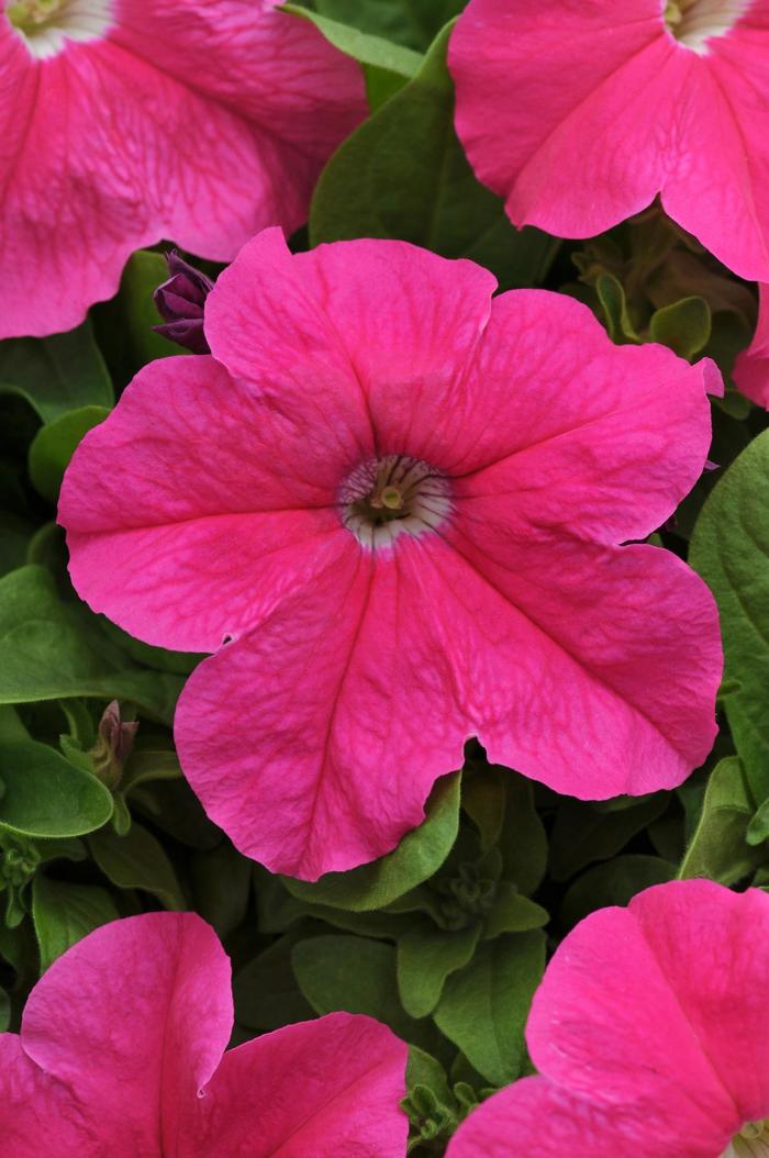Pretty Grand™ 'Pink' - Petunia from 93 Nursery and Landscape Supply