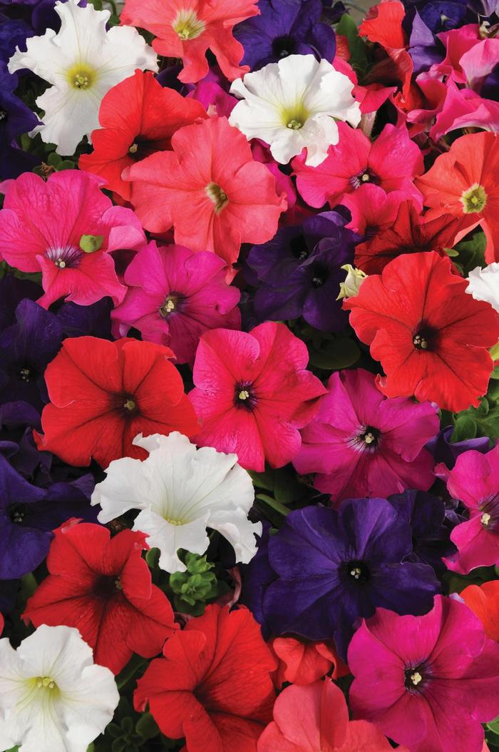Pretty Grand™ Mix - Petunia from 93 Nursery and Landscape Supply