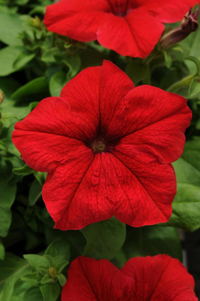Pretty Grand™ 'Red' - Petunia from 93 Nursery and Landscape Supply