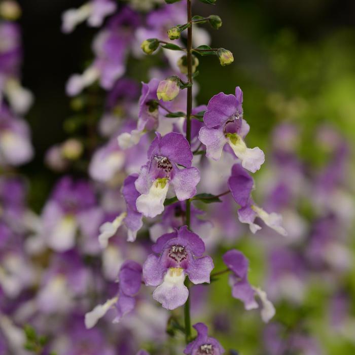 Archangel™ Blue Bicolor - Angelonia angustifolia from 93 Nursery and Landscape Supply