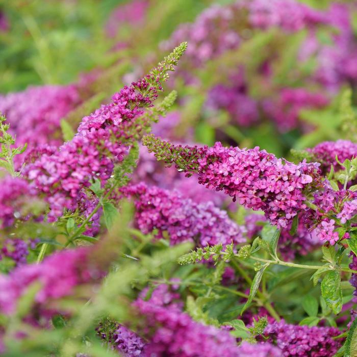 Lo and Behold Ruby Chip® - Buddleia (Butterfly Bush) from 93 Nursery and Landscape Supply