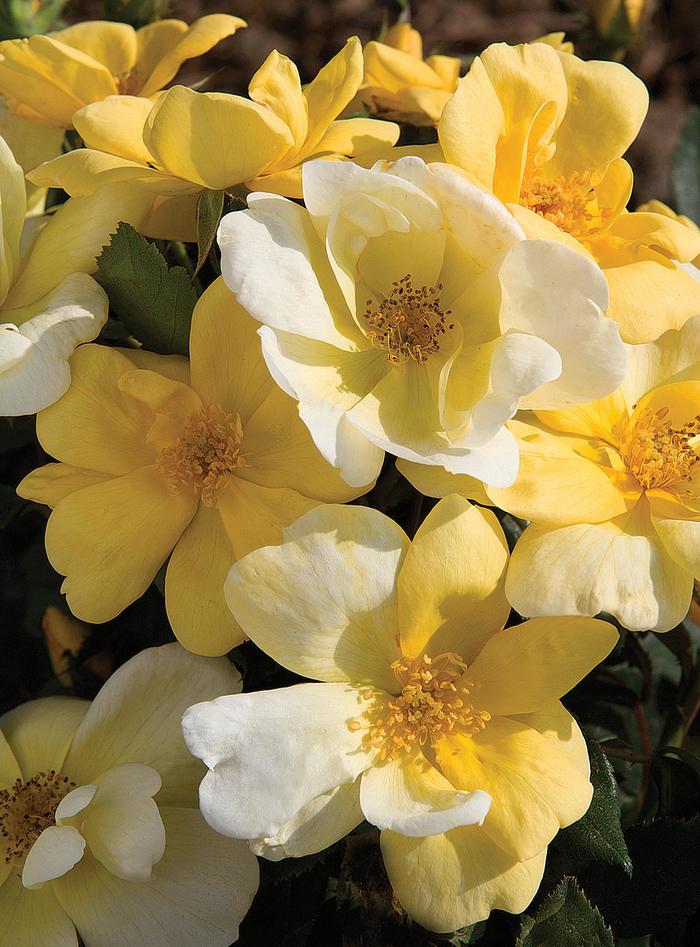 Knock Out Sunny - Rosa (Shrub Rose) from 93 Nursery and Landscape Supply