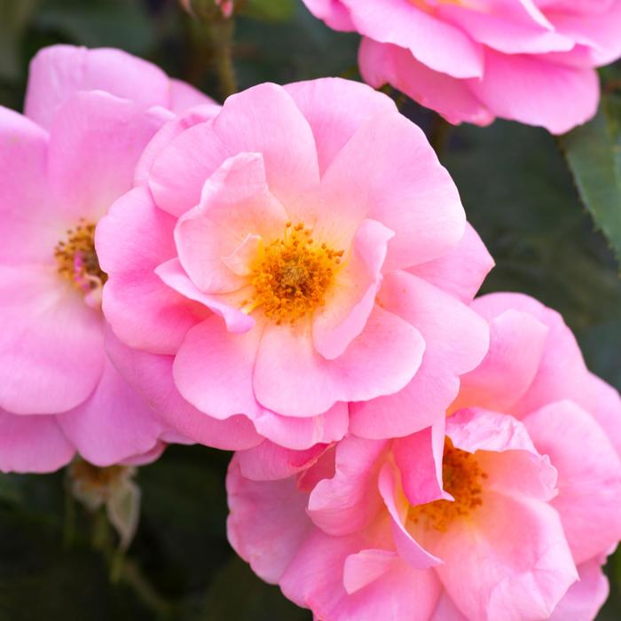 Knock Out® 'Peachy' - Rosa (Rose) from 93 Nursery and Landscape Supply
