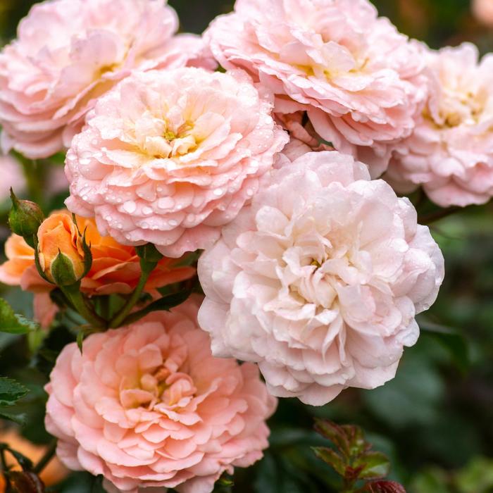Apricot Rose Drift - Rosa from 93 Nursery and Landscape Supply