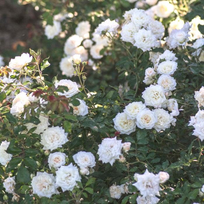 'White Drift®' Rose - Rosa from 93 Nursery and Landscape Supply