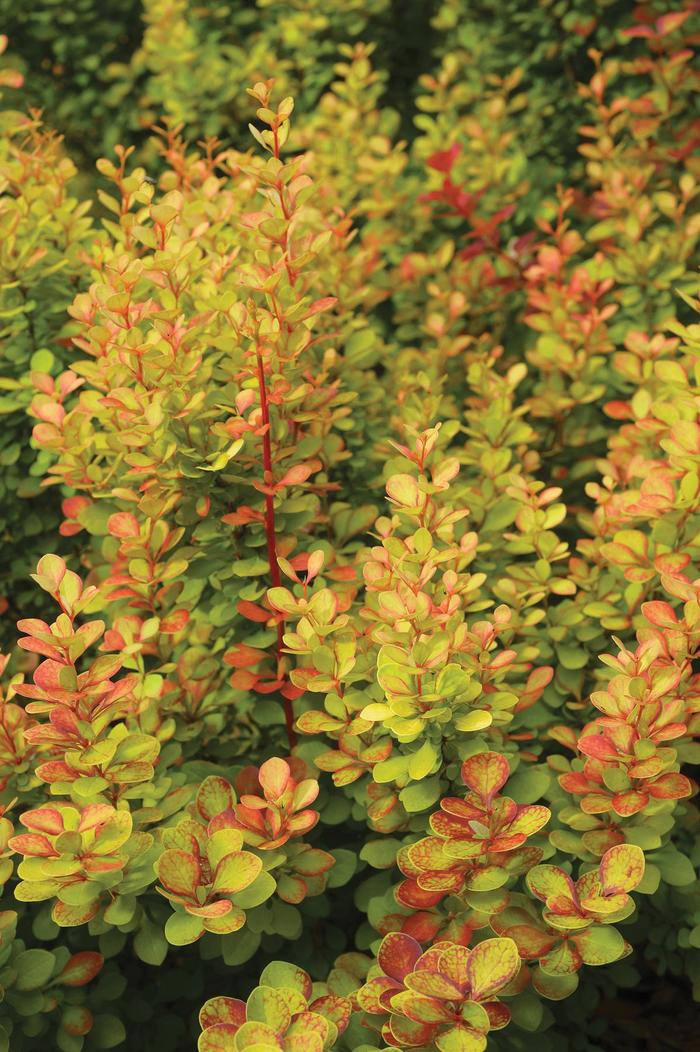 'Orange Torch' Barberry - Berberis thunbergii from 93 Nursery and Landscape Supply
