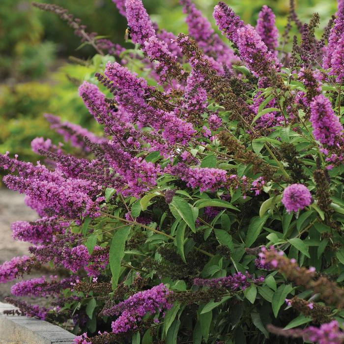 'Tutti Fruitti' Butterfly Bush - Buddleia (Butterfly Bush) from 93 Nursery and Landscape Supply
