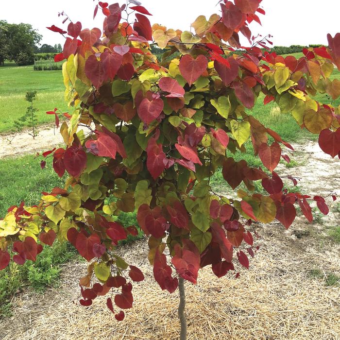 'Flame Thrower®' Redbud - Cercis canadensis from 93 Nursery and Landscape Supply