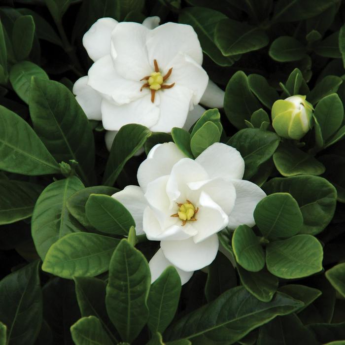 'Buttons' Gardenia - Gardenia jasminoides from 93 Nursery and Landscape Supply