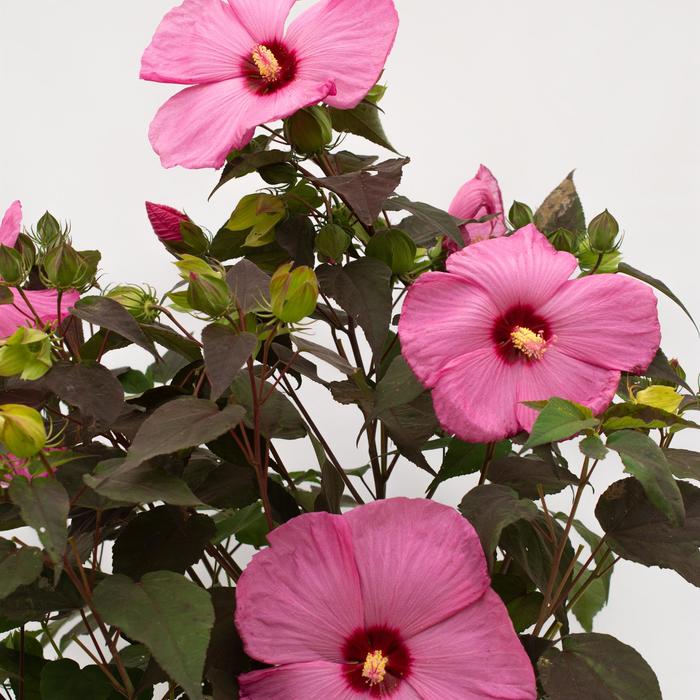 Head Over Heels® 'Adore' - Hibiscus moscheutos (Rose-Mallow) from 93 Nursery and Landscape Supply