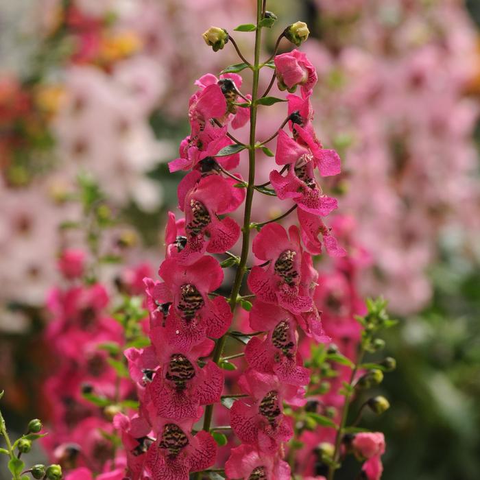Archangel™ 'Dark Rose' - Angelonia angustifolia (Summer Snapdragon) from 93 Nursery and Landscape Supply
