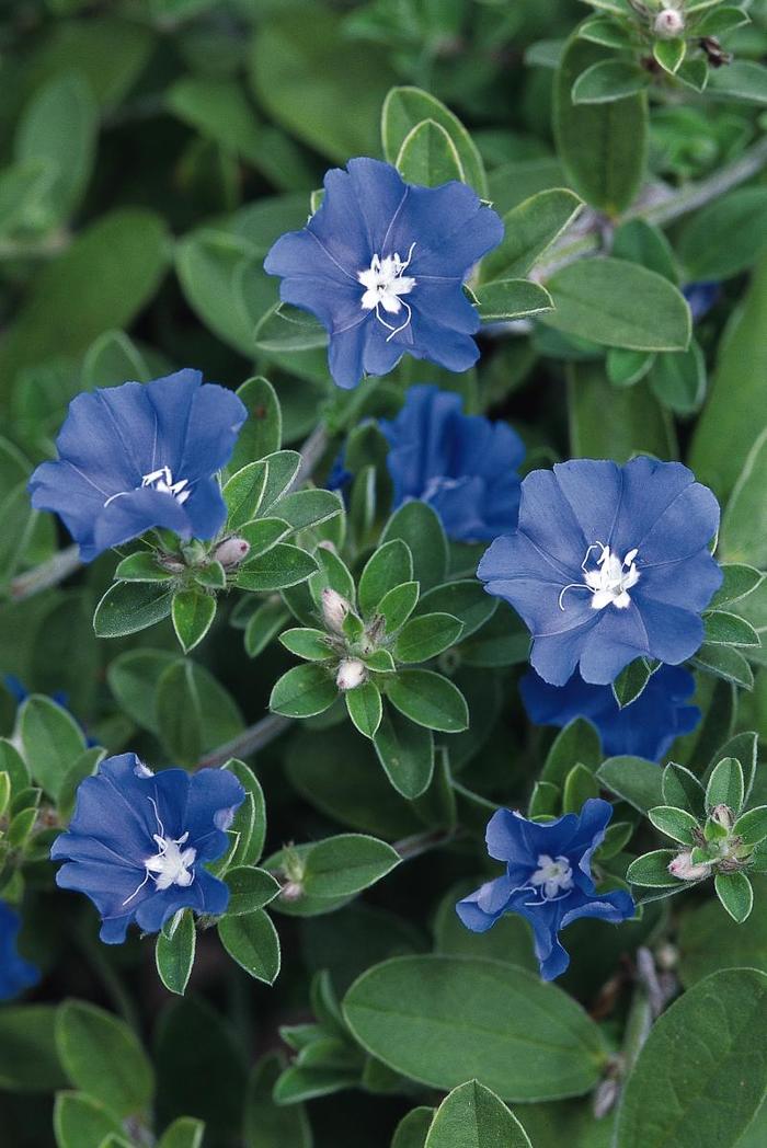 'Blue Daze' - Evolvulus nuttallianus from 93 Nursery and Landscape Supply