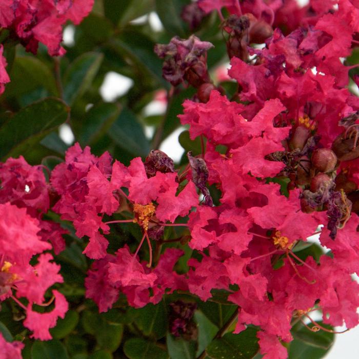 Bellini® Raspberry - Lagerstroemia indica from 93 Nursery and Landscape Supply