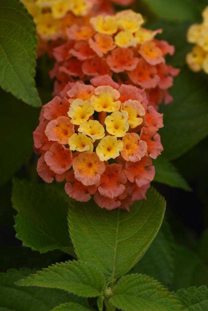 Bloomify&trade; 'Mango' - Lantana camara from 93 Nursery and Landscape Supply