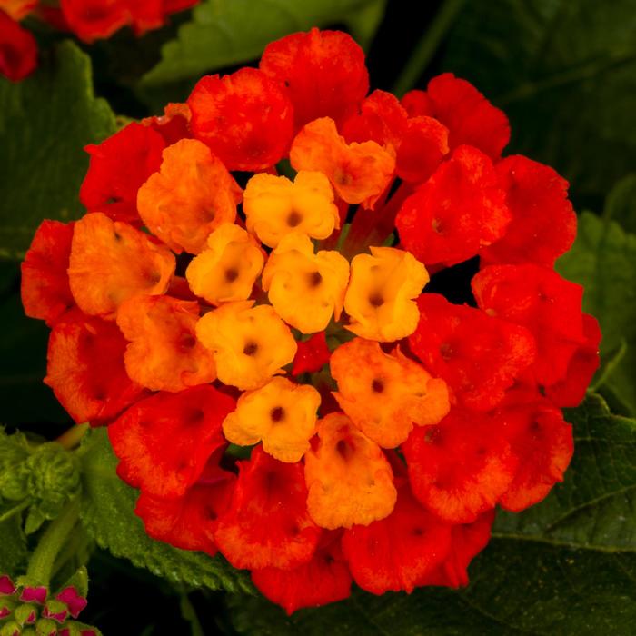 Lantana - Lantana camara from 93 Nursery and Landscape Supply