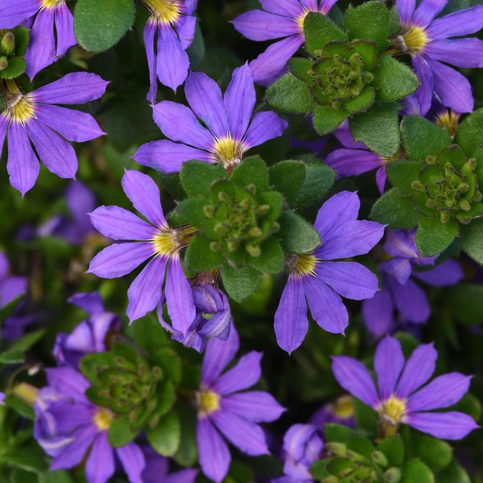 'Blue Brilliance' Fan Flower - Scaevola from 93 Nursery and Landscape Supply