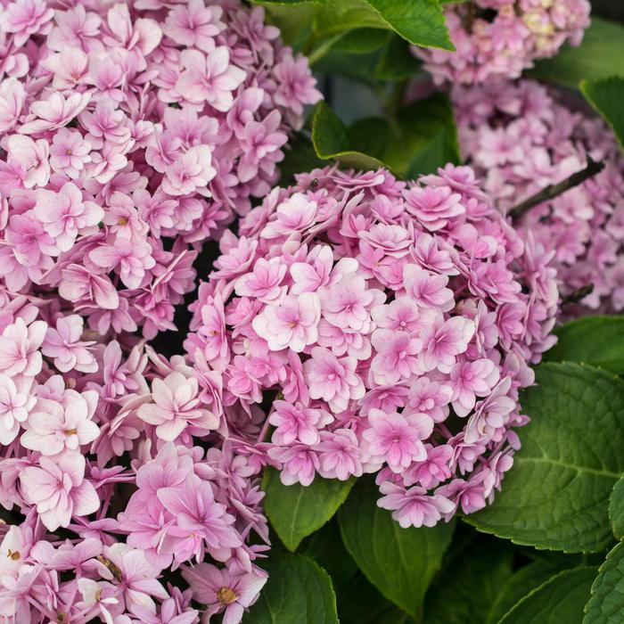 'Double Down' Bigleaf Hydrangea - Hydrangea macrophylla from 93 Nursery and Landscape Supply