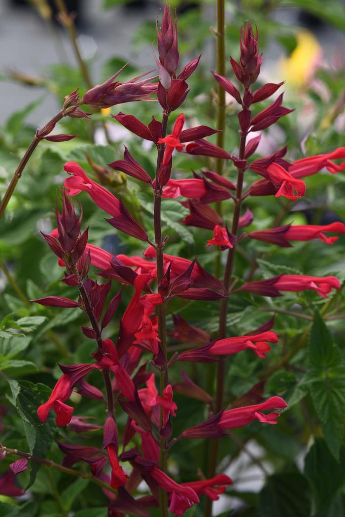 'Roman Red' Sage - Salvia splendens from 93 Nursery and Landscape Supply
