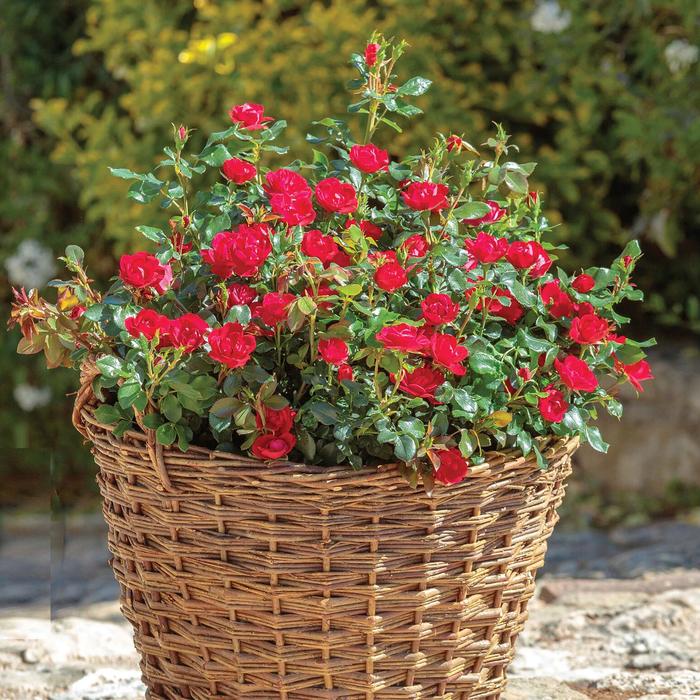 Rose Knock Out Petite - Rosa from 93 Nursery and Landscape Supply