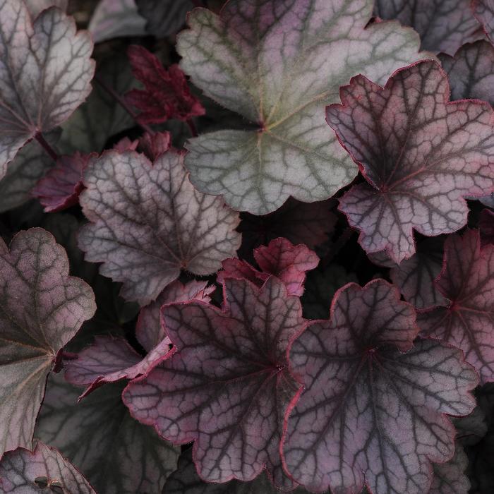 'Mulberry' Coral Bells - Heuchera from 93 Nursery and Landscape Supply