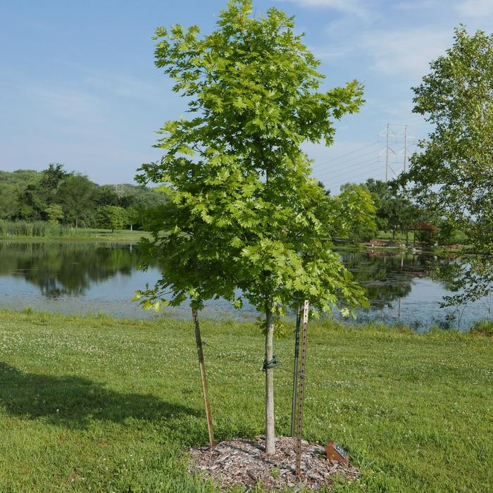 Shumard Red Oak - Quercus shumardii from 93 Nursery and Landscape Supply