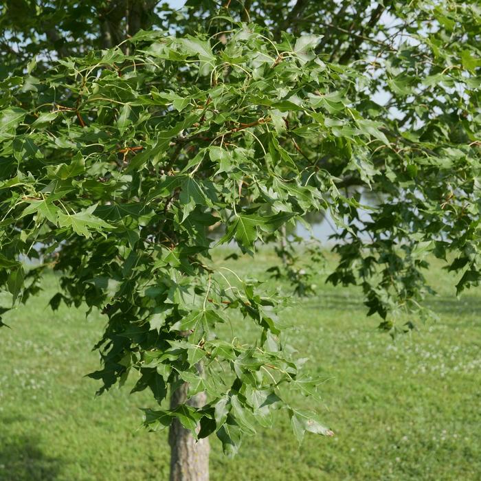 Shantung Maple - Acer truncatum from 93 Nursery and Landscape Supply