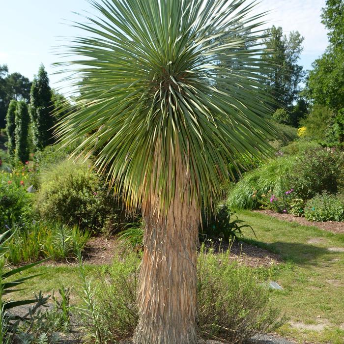 ''Sapphire Skies'' Beaked Blue Yucca - Yucca rostrata from 93 Nursery and Landscape Supply
