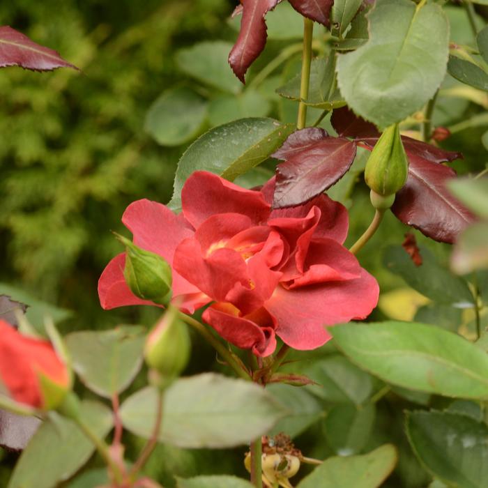 Rose 'Cinco De Mayo' - Rosa from 93 Nursery and Landscape Supply
