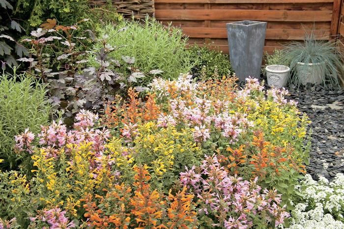 Agastache - Agastache mix from 93 Nursery and Landscape Supply