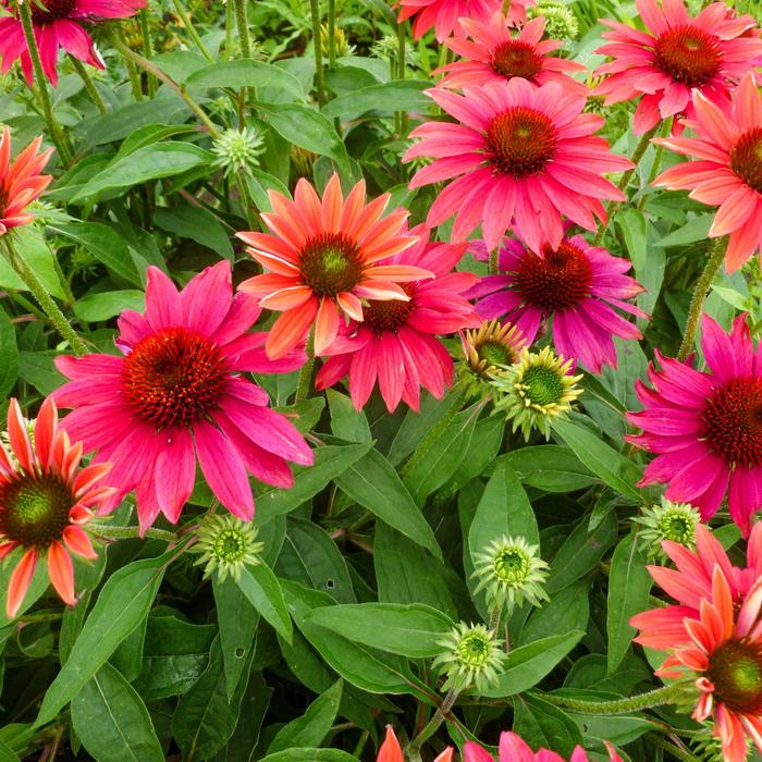 Sombrero® 'Tres Amigos' - Echinacea (Coneflower) from 93 Nursery and Landscape Supply