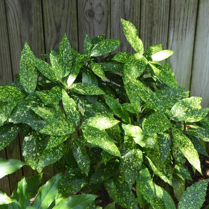 'Gold Dust' Gold Dust Aucuba - Aucuba japonica from 93 Nursery and Landscape Supply