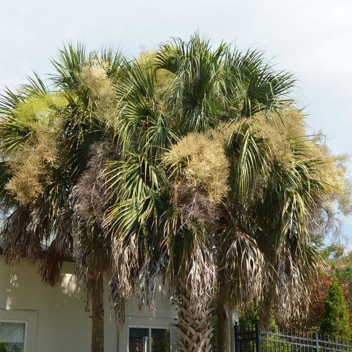 Florida Sabal - Sabal palmetto from 93 Nursery and Landscape Supply