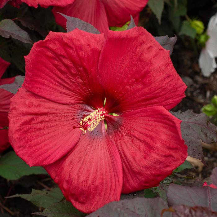 Head Over Heels® 'Desire' - Hibiscus moscheutos (Rose-Mallow) from 93 Nursery and Landscape Supply
