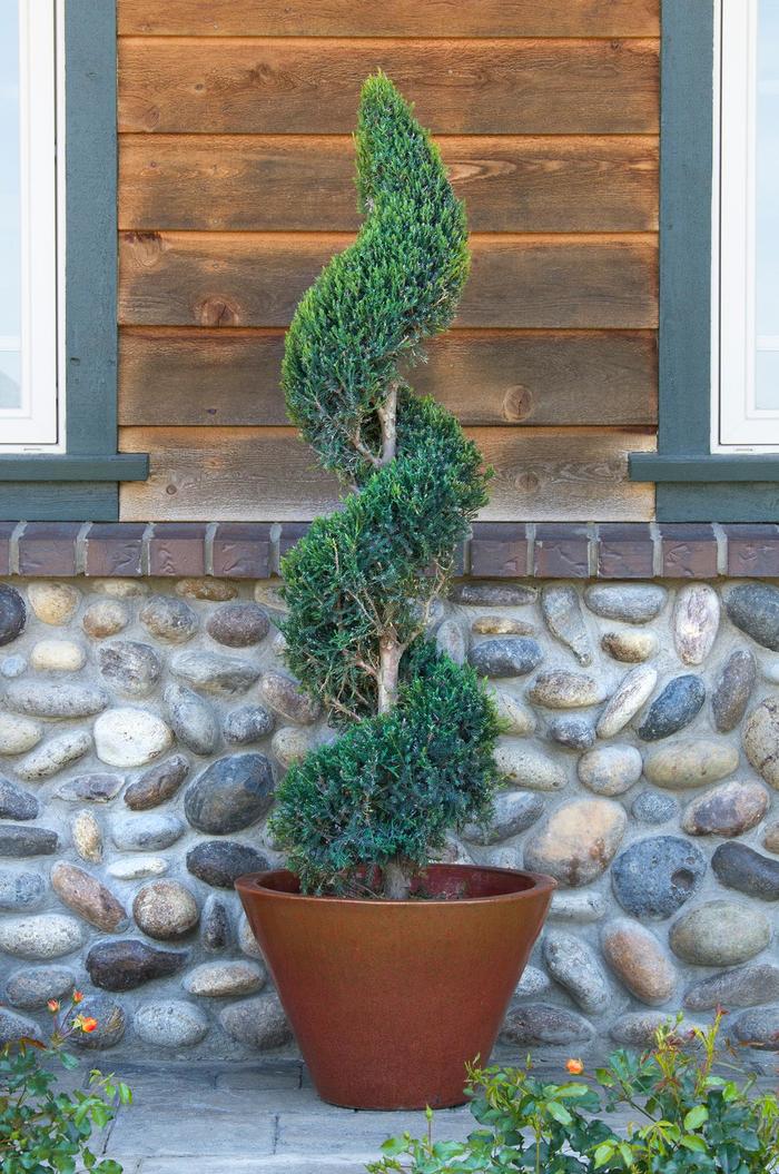 Pom Pom Juniper - Juniperus species from 93 Nursery and Landscape Supply