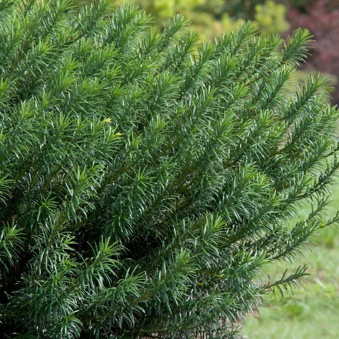 'Yewtopia&trade;' Plum Yew - Cephalotaxus harringtonia from 93 Nursery and Landscape Supply