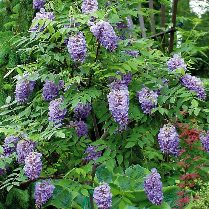 ''Amethyst Falls'' American Wisteria - Wisteria frutescens from 93 Nursery and Landscape Supply
