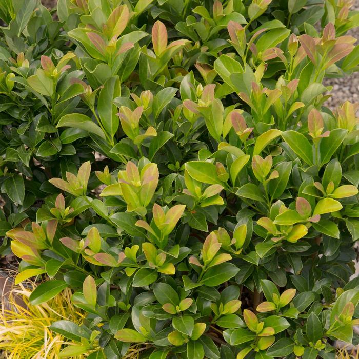 'Sugar Cookie™' Sweet Viburnum - Viburnum odoratissimum from 93 Nursery and Landscape Supply