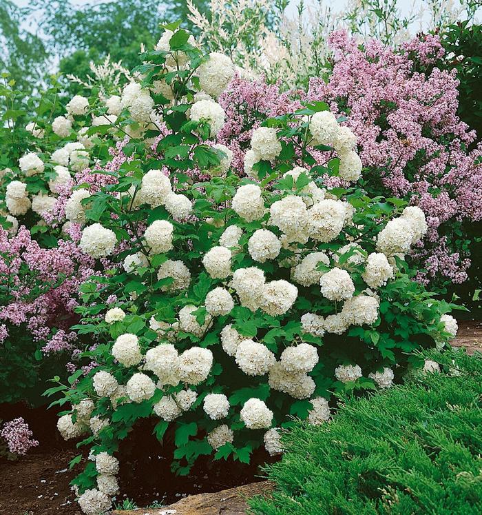Chinese Snowball Viburnum - Viburnum macrocephalum from 93 Nursery and Landscape Supply