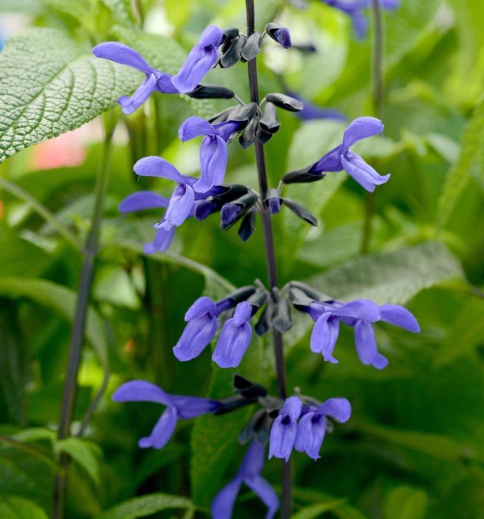 'Black & Bloom' Sage - Salvia guaranitica from 93 Nursery and Landscape Supply