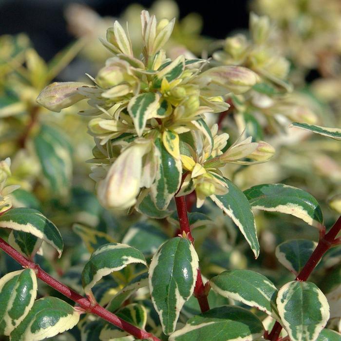 Suntastic™ 'Radiance' - Abelia x grandiflora (Glossy Abelia) from 93 Nursery and Landscape Supply