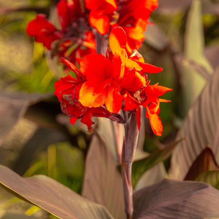 Cannova® 'Bronze Scarlet' - Canna x generalis (Canna Lily) from 93 Nursery and Landscape Supply