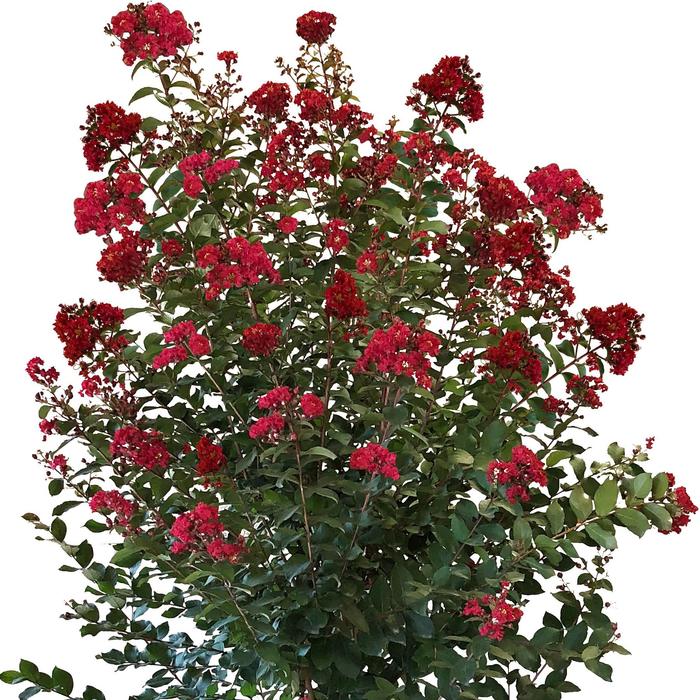 Crape Myrtle Scarlet - Lagerstroemia (Crape Myrtle) from 93 Nursery and Landscape Supply