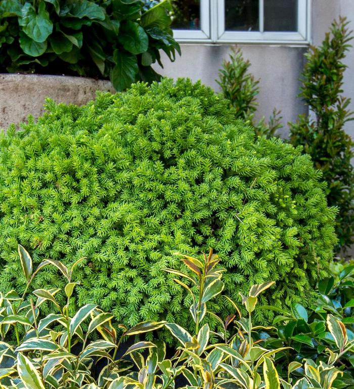 Cryptomeria Globosa Nana - Cryptomeria japonica from 93 Nursery and Landscape Supply