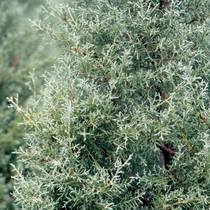 Arizona Cypress 'Carolina Sapphire' - Cupressus arizonica from 93 Nursery and Landscape Supply