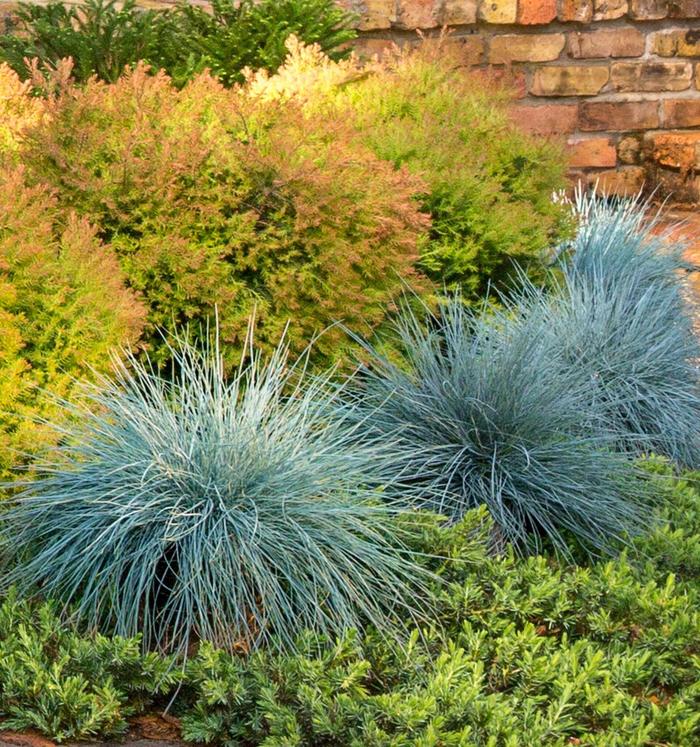'Beyond Blue™' Blue Fescue - Festuca glauca from 93 Nursery and Landscape Supply