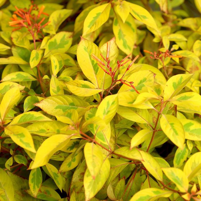Mexican Lime Sizzler Firebush - Hamelia patens from 93 Nursery and Landscape Supply