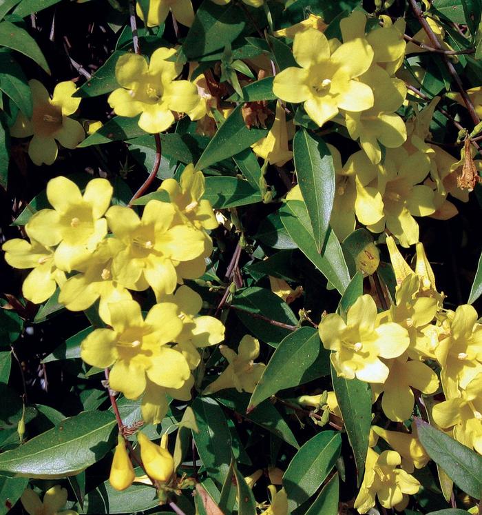 Carolina Jasmine - Gelsemium sempervirens from 93 Nursery and Landscape Supply
