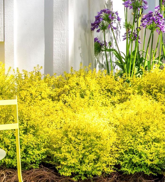 Ligustrum S. 'Sunshine' - Ligustrum sinense from 93 Nursery and Landscape Supply