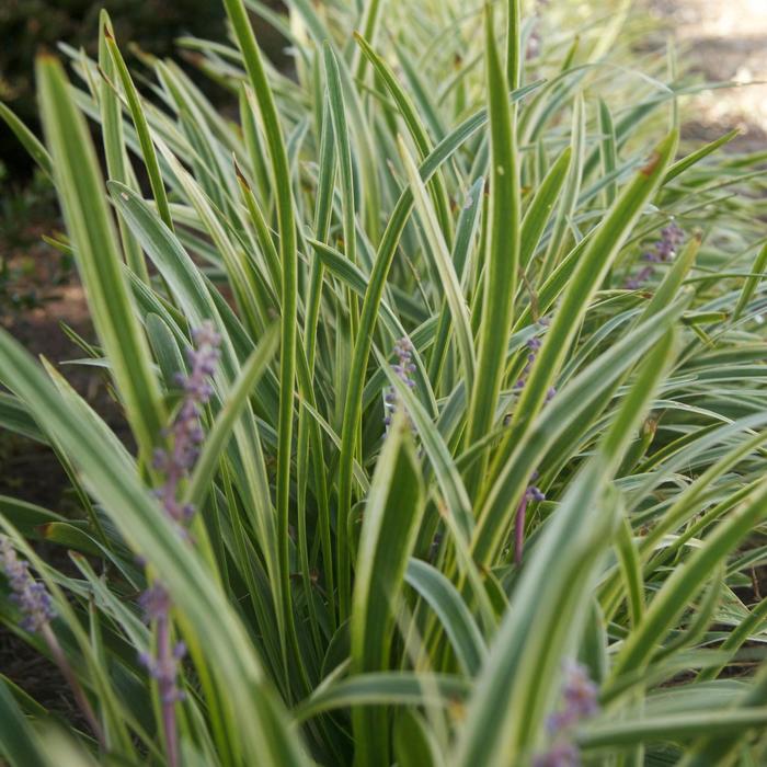 Variegated Liriope - Liriope muscari from 93 Nursery and Landscape Supply